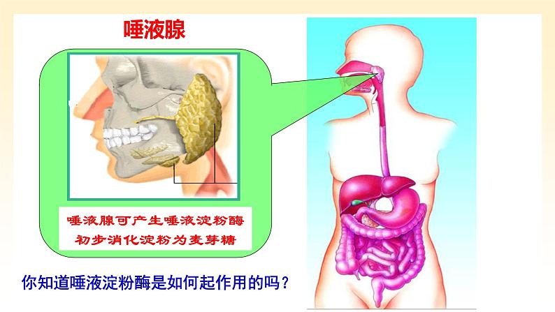 《一 酶的作用和本质》课件104