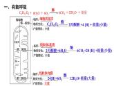 《第3节 细胞呼吸的原理和应用》课件2