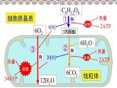 《第3节 细胞呼吸的原理和应用》课件2