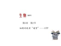 人教版 (2019)必修1《分子与细胞》第2节 细胞的能量“货币”ATP教课课件ppt