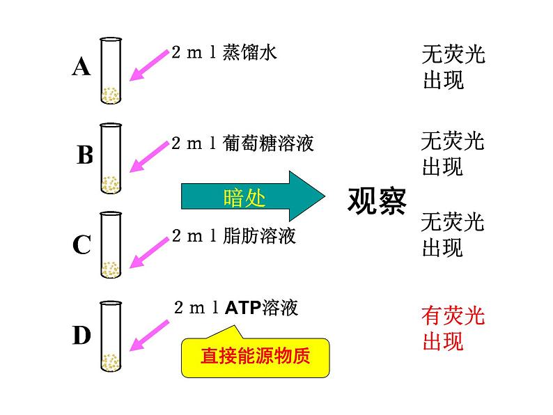 《第2节 细胞的能量“货币”ATP》课件1第5页