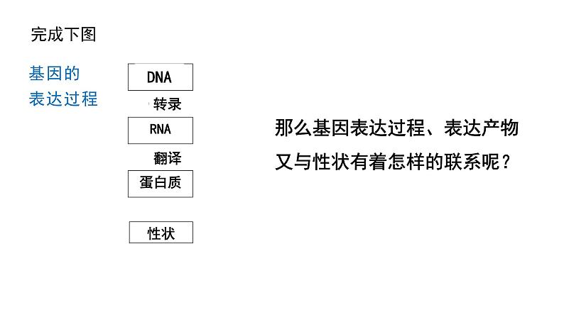 4.2 基因表达与性状的关系课件PPT02