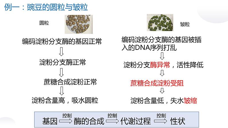 4.2 基因表达与性状的关系课件PPT03