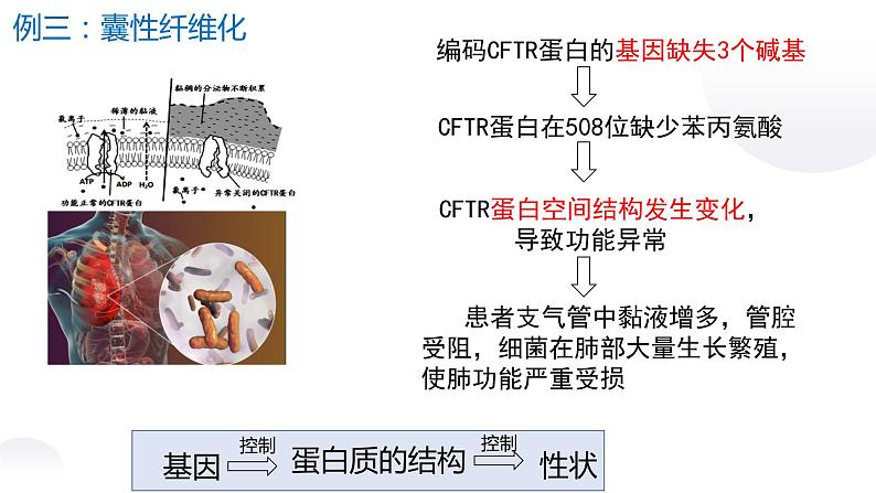 4.2 基因表达与性状的关系课件PPT05