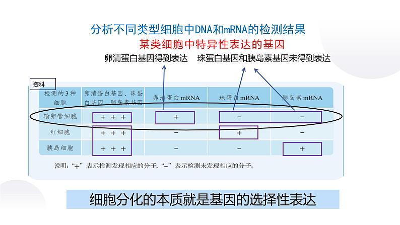 4.2 基因表达与性状的关系课件PPT08