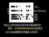 2.5 核酸是遗传信息的携带者课件PPT