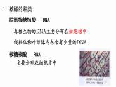 2.5 核酸是遗传信息的携带者课件PPT