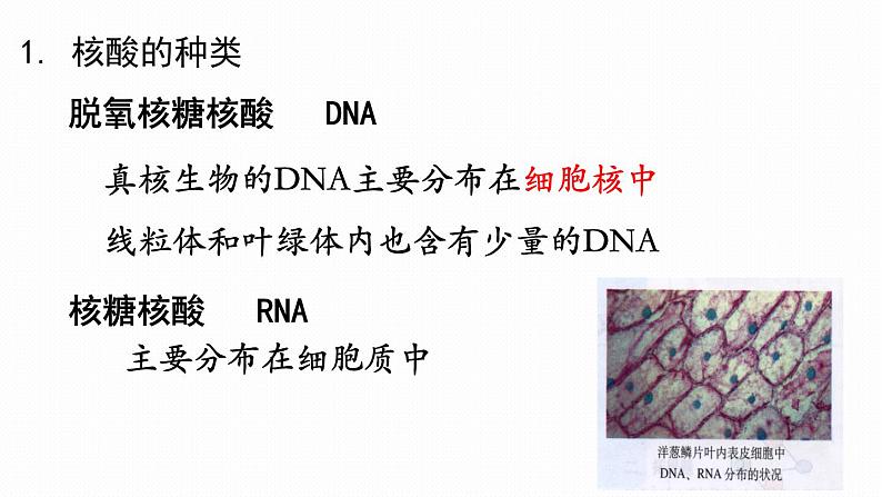 2.5 核酸是遗传信息的携带者课件PPT第3页
