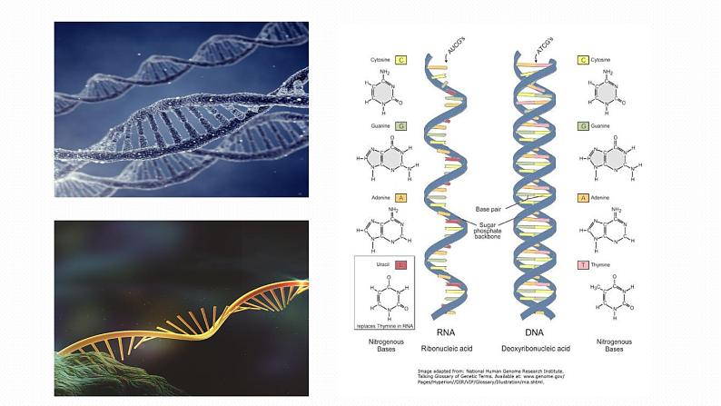2.5 核酸是遗传信息的携带者课件PPT第4页