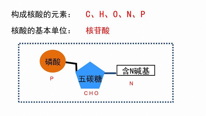 2.5 核酸是遗传信息的携带者课件PPT第5页