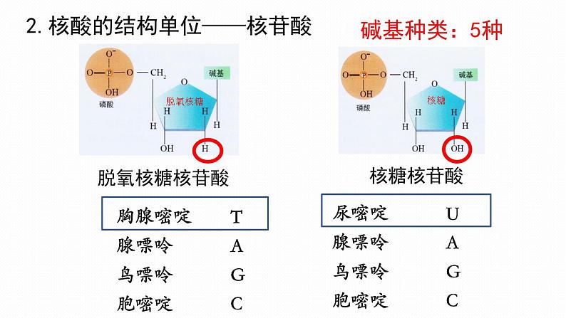 2.5 核酸是遗传信息的携带者课件PPT第6页