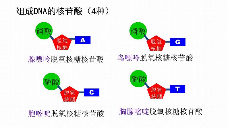 2.5 核酸是遗传信息的携带者课件PPT第7页