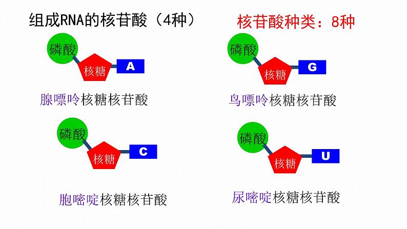 2.5 核酸是遗传信息的携带者课件PPT第8页