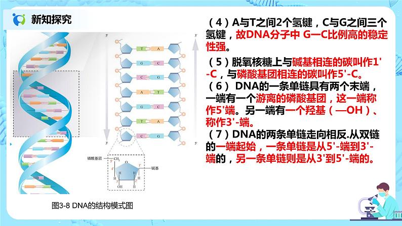 3.2《DNA的结构》课件PPT第7页