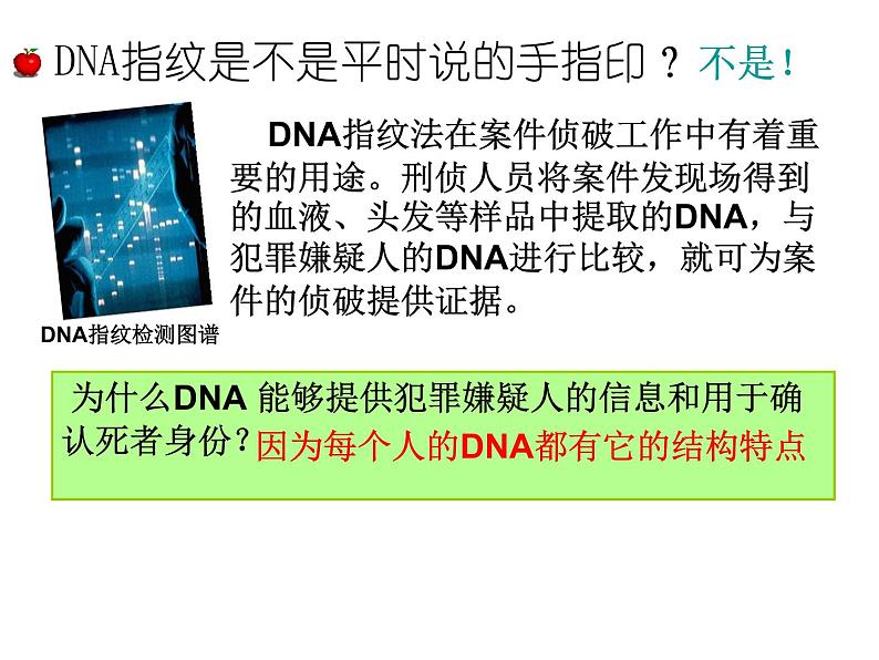 《第5节 核酸是遗传信息的携带者》课件2第7页