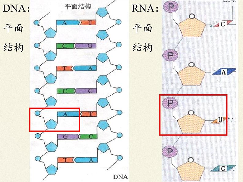 《第5节 核酸是遗传信息的携带者》课件106
