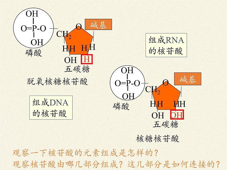 《第5节 核酸是遗传信息的携带者》课件108