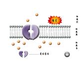 《第2节 主动运输与胞吞、胞吐》课件1