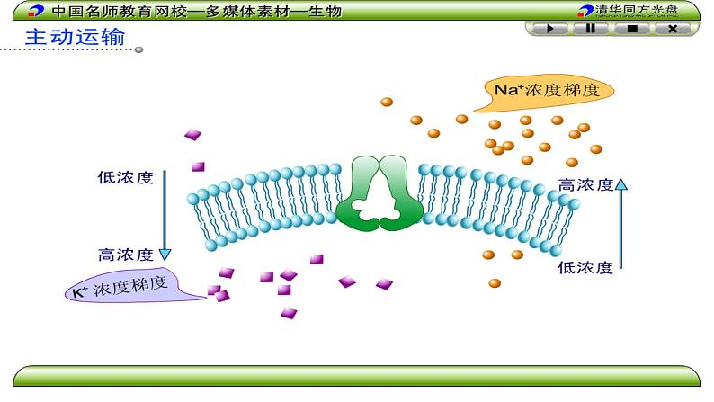 《第2节 主动运输与胞吞、胞吐》课件1第6页