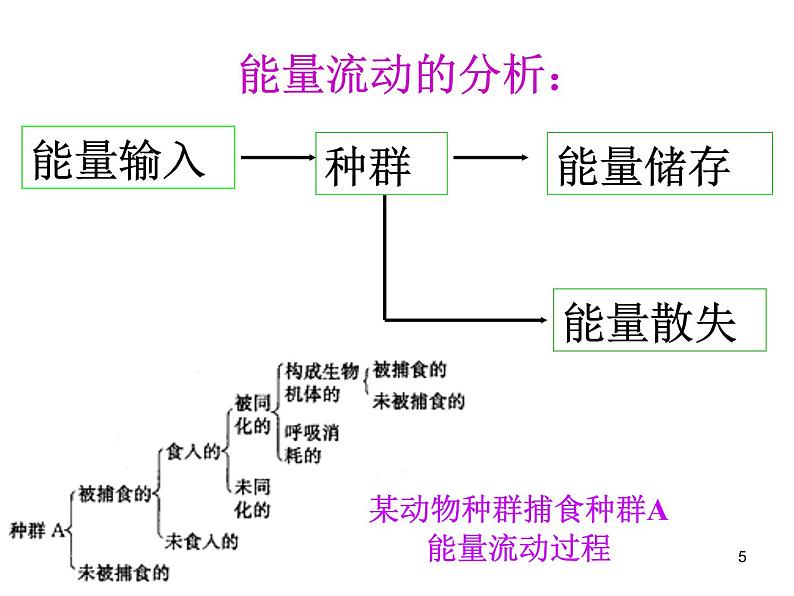 选修2 3.2生态系统的能量流动课件PPT第5页