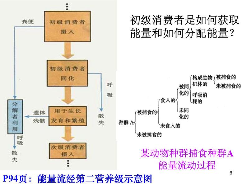 选修2 3.2生态系统的能量流动课件PPT第6页