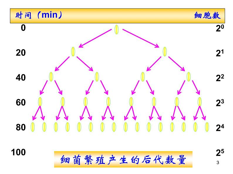 选修2 1.2  种群数量的变化课件PPT03