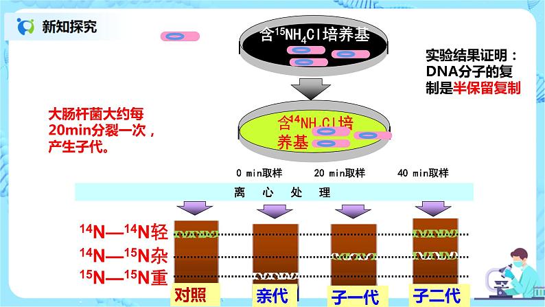 3.3《DNA的复制》课件PPT+教案06