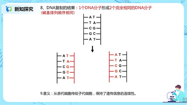 3.3《DNA的复制》课件PPT+教案08