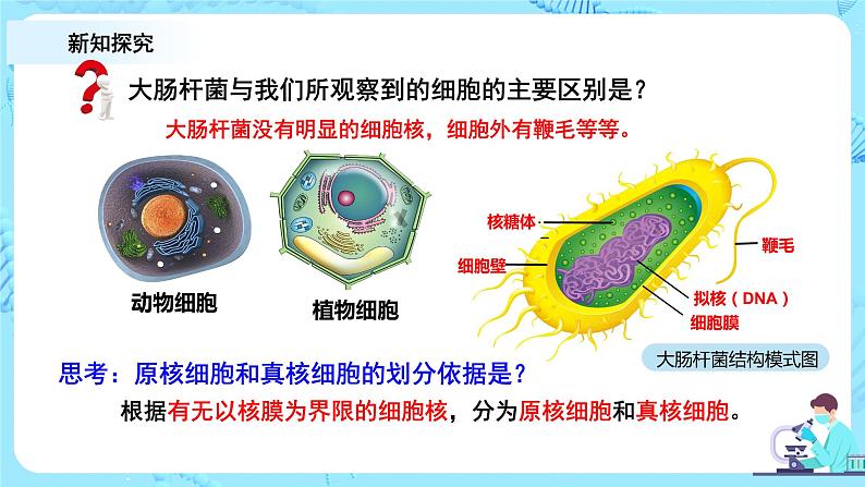 1.2.2.《细胞的多样性与统一性》第2课时课件+教案+练习05