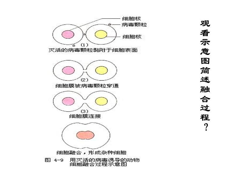 《动物细胞工程》课件（新人教版选修3）第5页