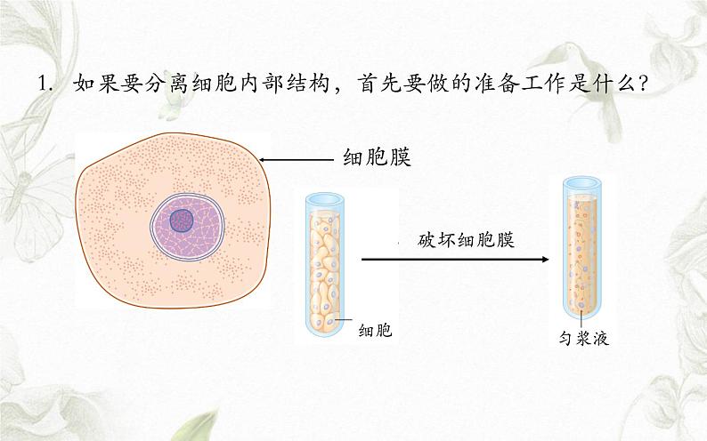 3.2细胞器之间的分工合作课件PPT第2页