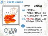 3.2细胞器之间的分工合作课件PPT