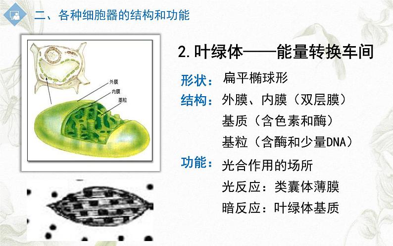 3.2细胞器之间的分工合作课件PPT第6页