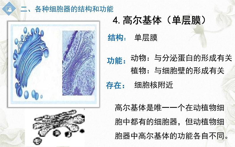 3.2细胞器之间的分工合作课件PPT第8页