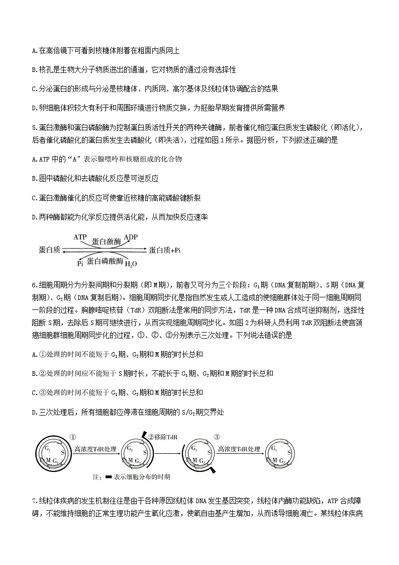2022届重庆市八中高三下学期高考适应性月考（五）生物试题含答案第2页