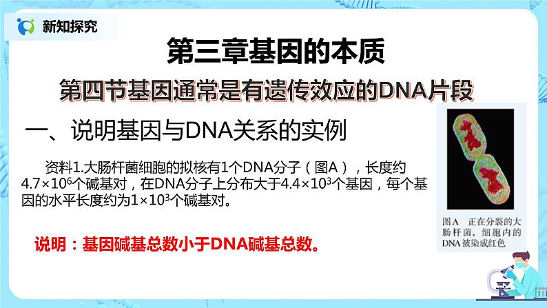 3.4《基因通常是有遗传效应的DNA片段》课件PPT+教案04