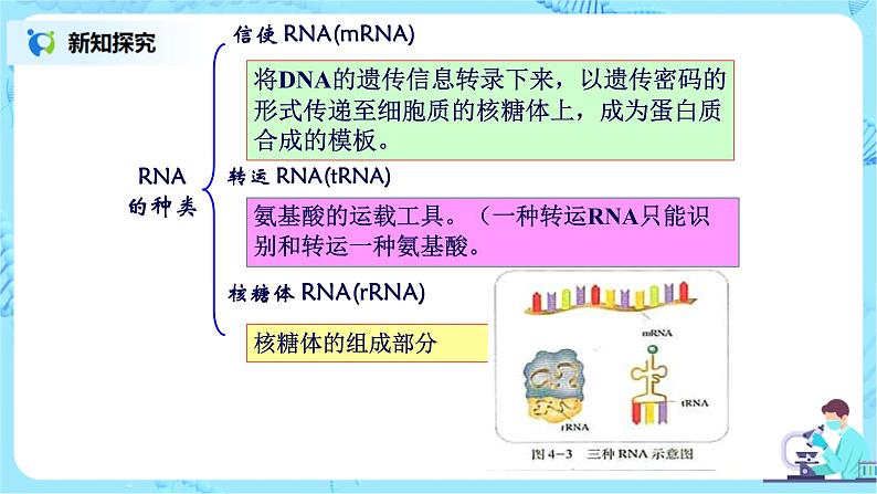 4.1《基因指导蛋白质的合成》课件PPT第6页