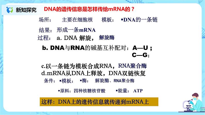 4.1《基因指导蛋白质的合成》课件PPT第7页