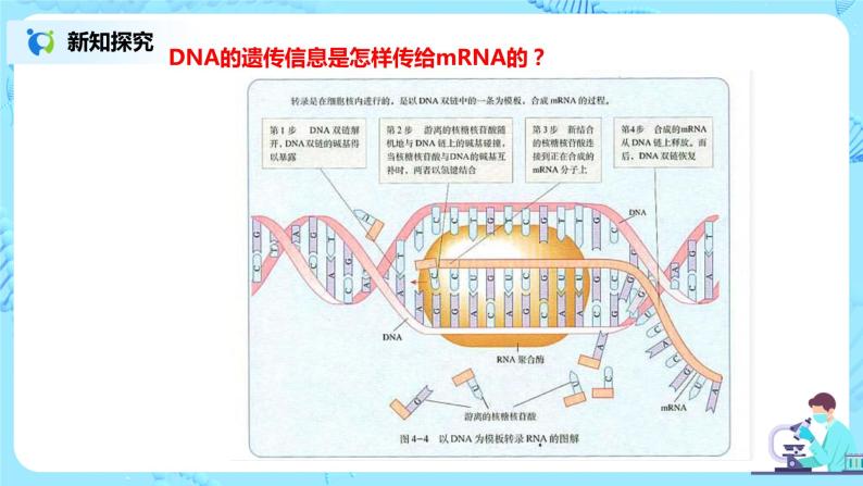 4.1《基因指导蛋白质的合成》课件PPT+教案08