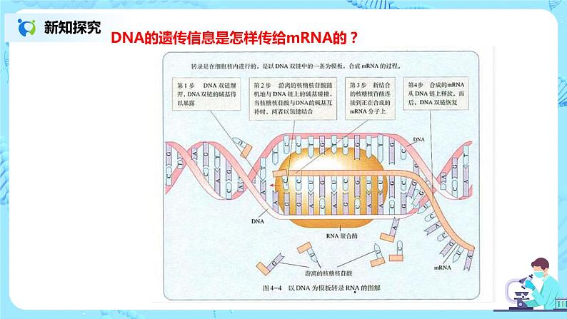 4.1《基因指导蛋白质的合成》课件PPT第8页
