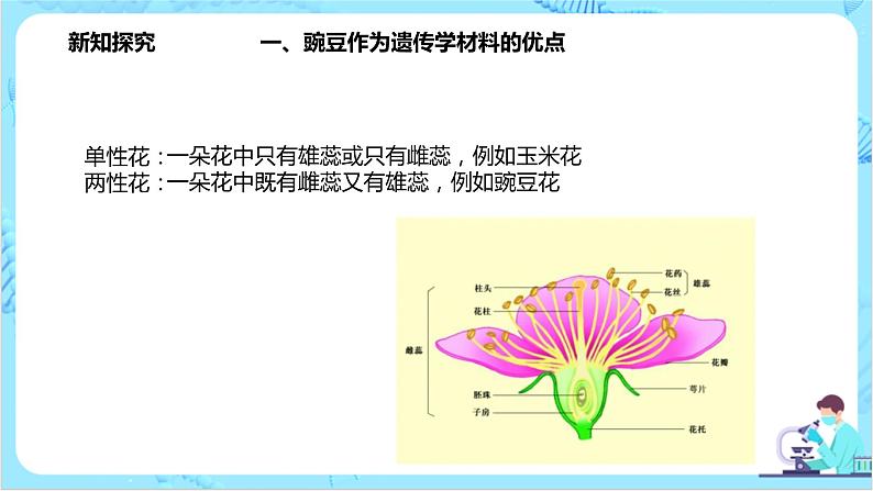 1.1《孟德尔的豌豆杂交实验（一）》课件（送教案+练习）03