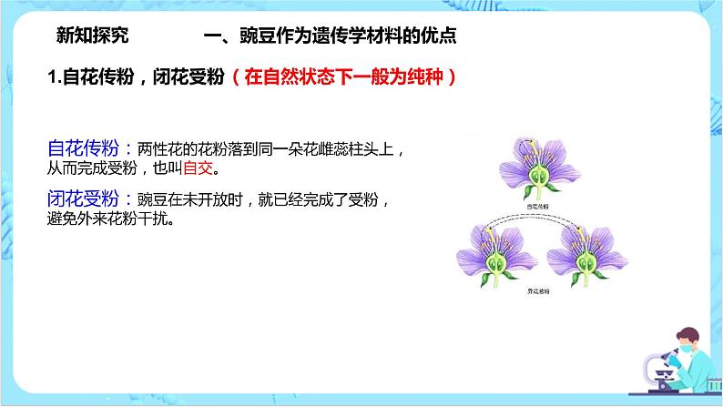 1.1《孟德尔的豌豆杂交实验（一）》课件（送教案+练习）04