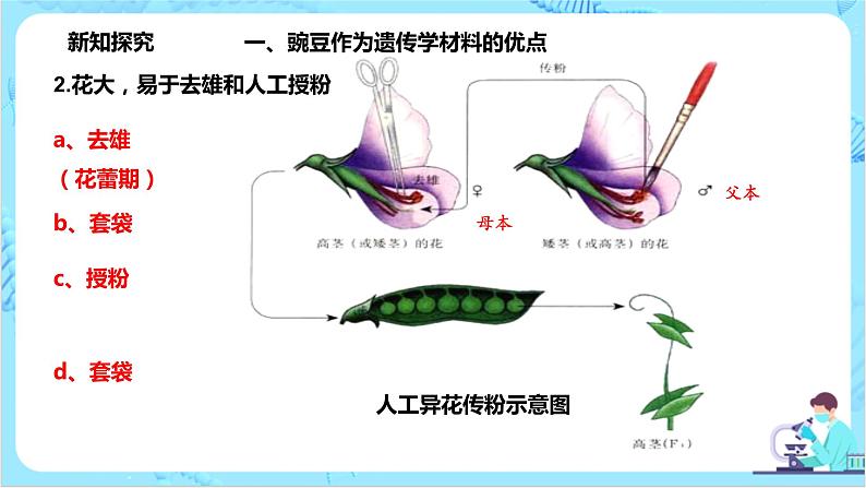 1.1《孟德尔的豌豆杂交实验（一）》课件（送教案+练习）05