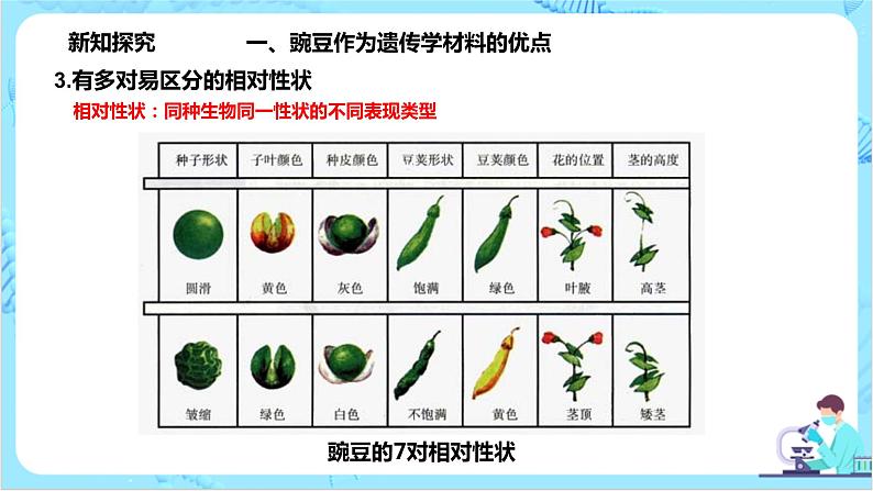 1.1《孟德尔的豌豆杂交实验（一）》课件（送教案+练习）06