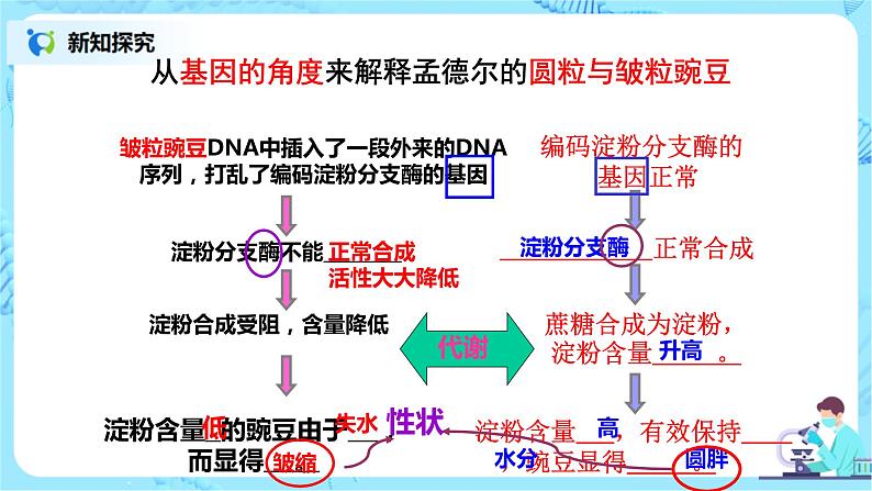 4.2《基因表达与性状的关系》课件PPT+教案04