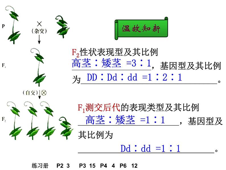 人教新课标高中生物必修二  1.2孟德尔的豌豆杂交实验（二）课件02