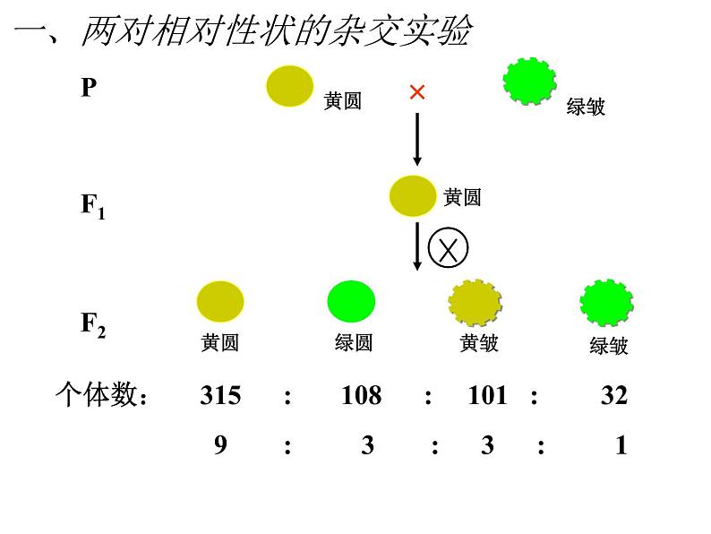 人教新课标高中生物必修二  1.2孟德尔的豌豆杂交实验（二）课件03