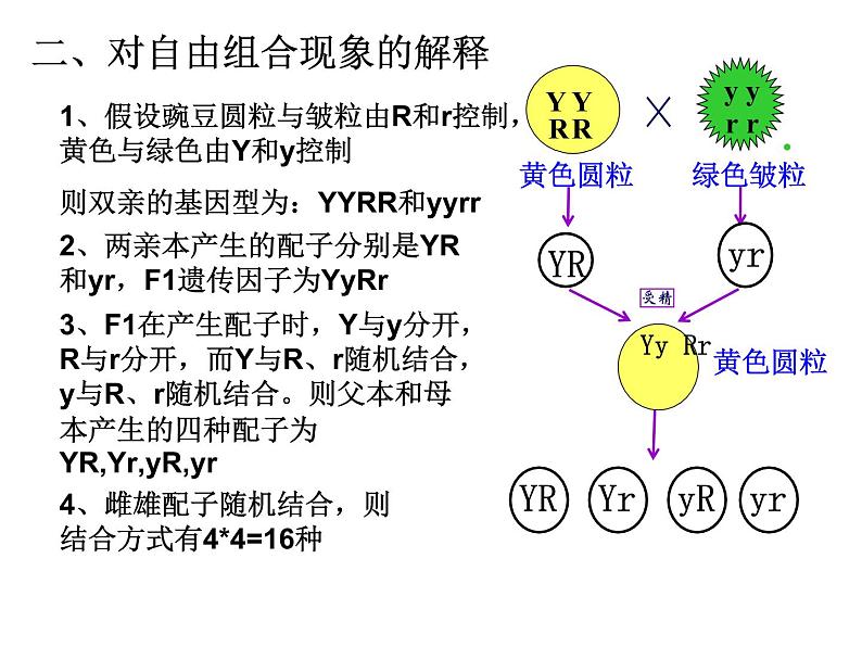 人教新课标高中生物必修二  1.2孟德尔的豌豆杂交实验（二）课件05