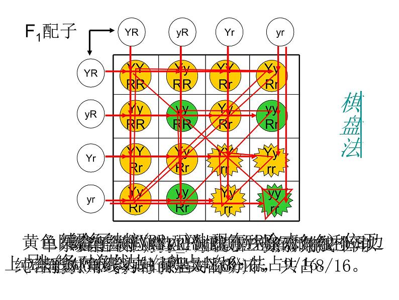 人教新课标高中生物必修二  1.2孟德尔的豌豆杂交实验（二）课件06