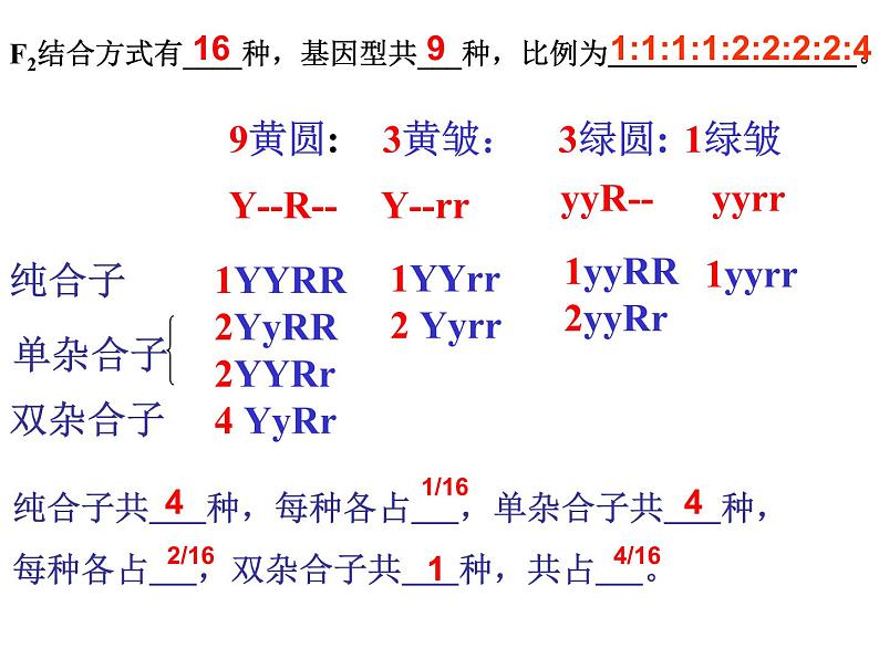 人教新课标高中生物必修二  1.2孟德尔的豌豆杂交实验（二）课件08